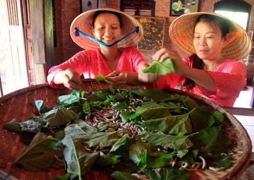 Nguyên liệu dệt lụa rất đặc biệt, với cây dâu Đa của người Chăm Pa cổ tìm từ vùng núi cao của Quảng Nam về trồng trong vườn của làng để làm thức ăn cho tằm vàng nhả kén.